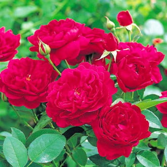 Růže pnouca Monferrato® obrázek 1