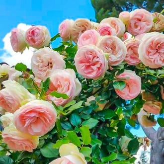 Růže pnouca Pierre de Ronsard® obrázek 6