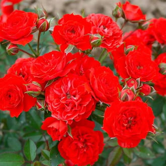 Růže Red Romance obrázek 1