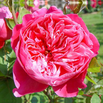 Růže velkokvětá Accademia® obrázek 6