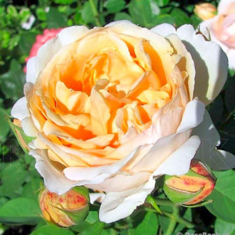 Růže velkokvětá Anna Fendi® obrázek 3