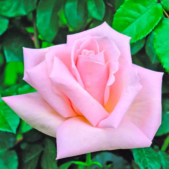 Růže velkokvětá Antonella obrázek 4