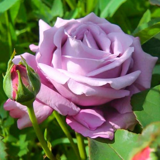 Růže velkokvětá Blue Monday® obrázek 4