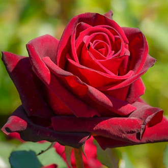 Růže velkokvětá Bordo obrázek 4