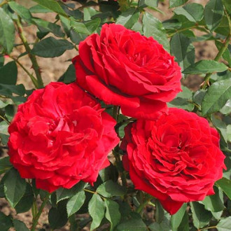 Růže velkokvětá Cherry Vaza obrázek 6
