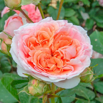 Růže velkokvětá Chippendale® obrázek 2