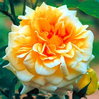 Růže velkokvětá Claudia obrázek 1