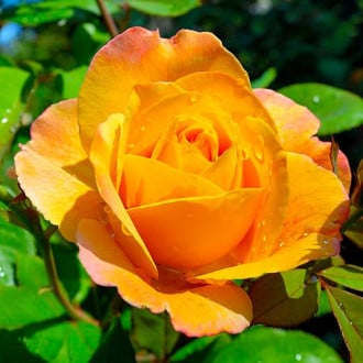 Růže velkokvětá Emozione® obrázek 6
