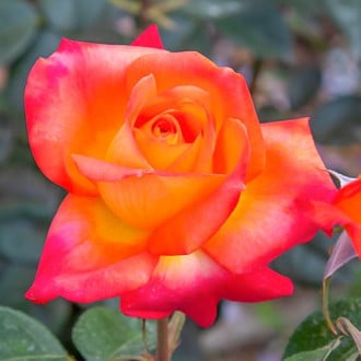 Růže velkokvětá Esotica® obrázek 4