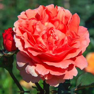 Růže velkokvětá Etrusca® obrázek 6