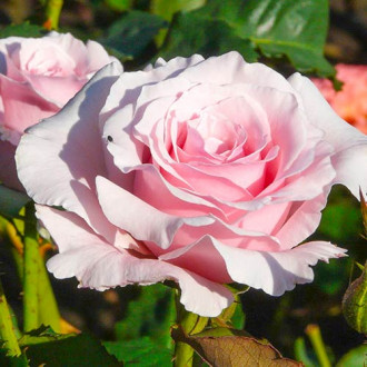 Růže velkokvětá Light Pink obrázek 6
