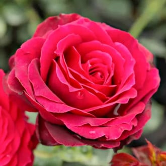 Růže velkokvětá Magia Nera® obrázek 6
