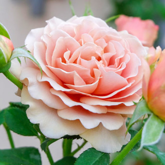 Růže velkokvětá Mokarosa® obrázek 5