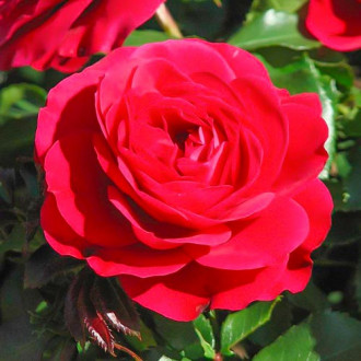 Růže velkokvětá Monna Lisa obrázek 3
