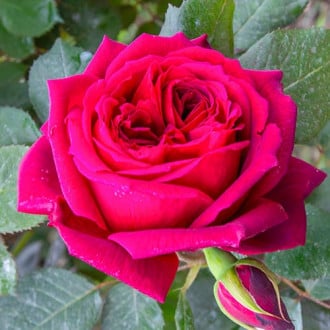 Růže velkokvětá Notturno® obrázek 6