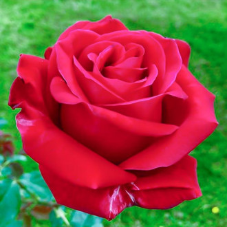 Růže velkokvětá Simona obrázek 3