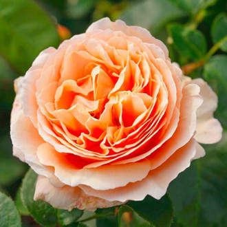 Růže velkokvětá Tropicana® obrázek 4