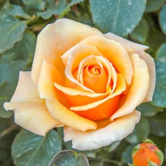 Růže velkokvětá Valencia® obrázek 1