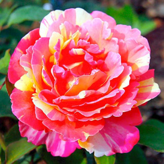 Růže velkokvětá Variegata di Barni® obrázek 2