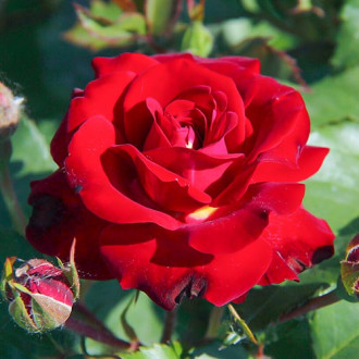 Růže velkokvětá Velvet Alibi® obrázek 3