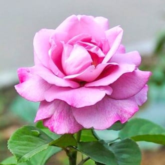 Růže velkokvětá Violet obrázek 1