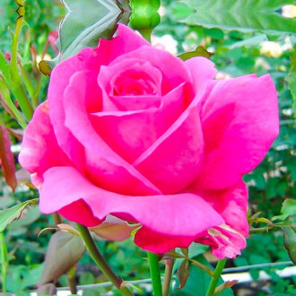 Růže velkokvětá Wanda Ferragamo® obrázek 4