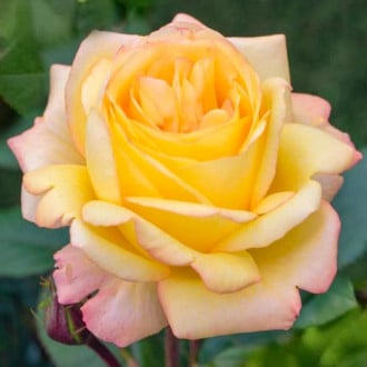Růže velkokvětá Yellow Wonder obrázek 1