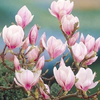 Šácholan Festirose, P9 obrázek 5