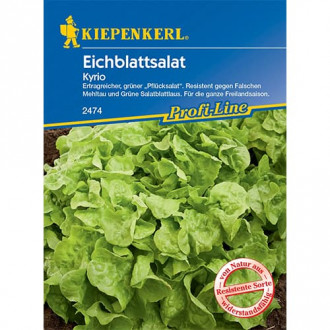 Salát listový Kyrio fotografie 16 Salát listový Kyrio obrázek 16
