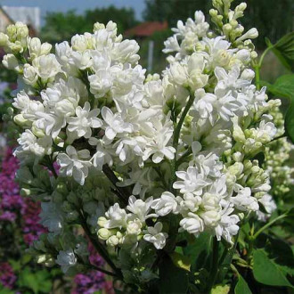 Šeřík Mme Lemoine obrázek 15