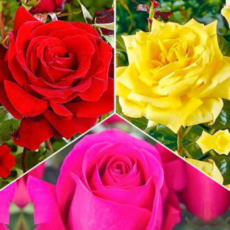 Super nabídka! Sada velkokvětých růží Tricolor, 3 sazenice obrázek 3