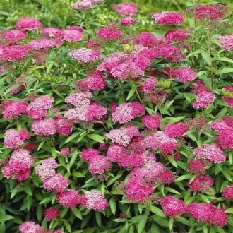 Tavolník japonský Anthony Waterer obrázek 4