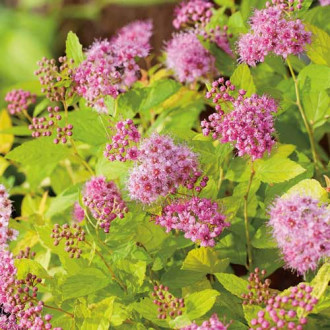 Tavolník japonský Golden Princess obrázek 14