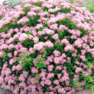 Tavolník japonský Little Princess obrázek 15