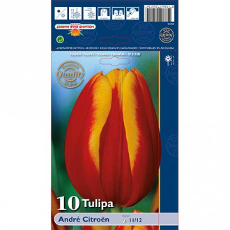 Tulipán Andre Citroen obrázek 6