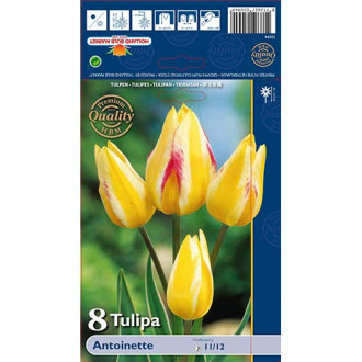 Tulipán Antoinette obrázek 5