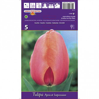 Tulipán Apricot Impression obrázek 6