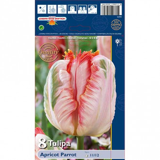 Tulipán Apricot Parrot obrázek 5