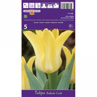 Tulipán Ballade Gold obrázek 6