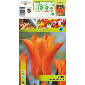Tulipán Ballade Orange obrázek 4