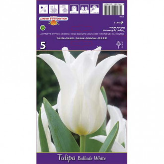 Tulipán Ballade White obrázek 5
