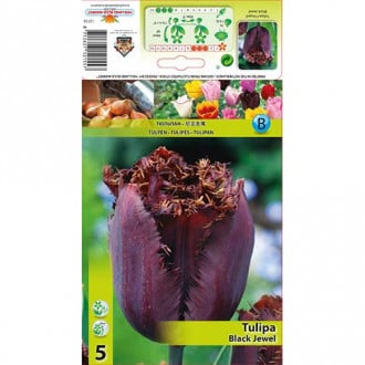 Tulipán Black Jewel obrázek 1