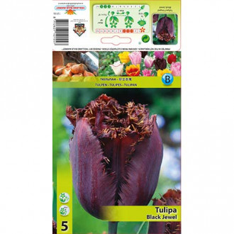 Tulipán Black Jewel obrázek 5