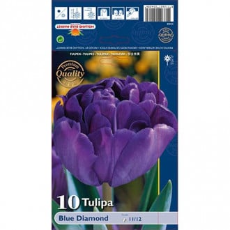 Tulipán Blue Diamond obrázek 6