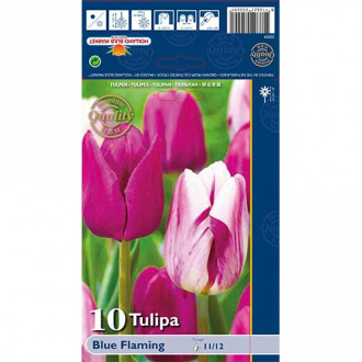 Tulipán Blue Flaming obrázek 3
