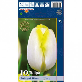 Tulipán Bolroyal Silver obrázek 4