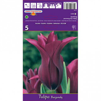 Tulipán Burgundy obrázek 2