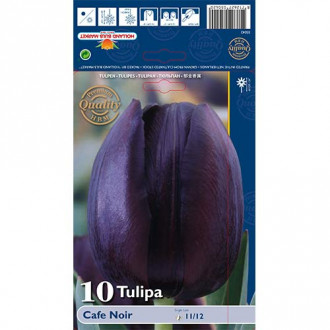 Tulipán Cafe Noir obrázek 4