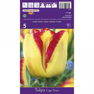 Tulipán Cape Town obrázek 6