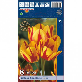 Tulipán Colour Spectacle obrázek 4